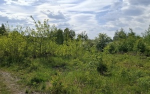 Foto działki (13)