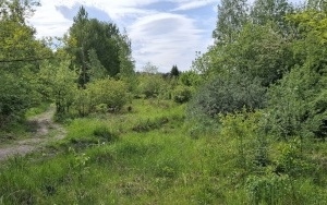 Foto działki (16)